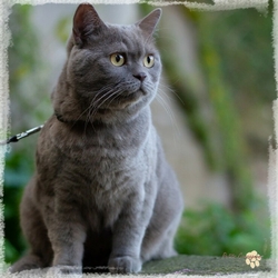 Adopter-chat-chartreux-conseils